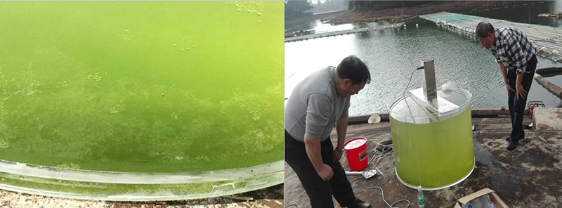 大沙河水庫現(xiàn)場實驗(經過超聲處理后水質逐漸清澈)